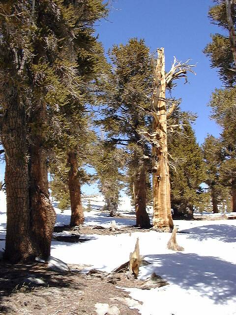 Bristlecones, Little Cottonwood Creek