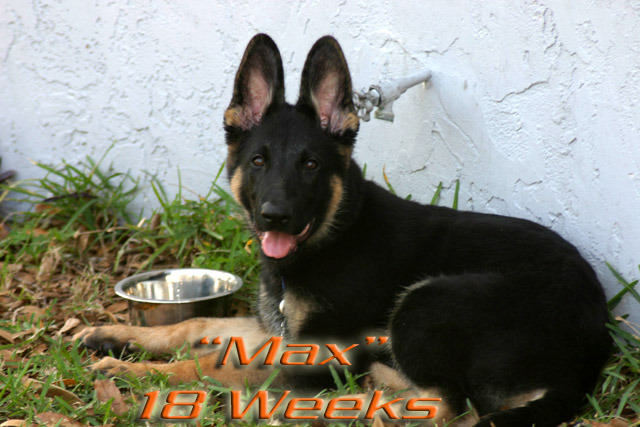 Max