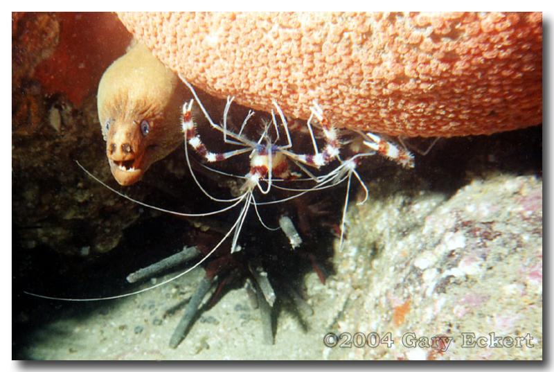 Moray & Banded Coral Shrimp