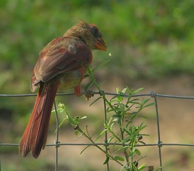 08-30-04 cardinal teaweed2.jpg