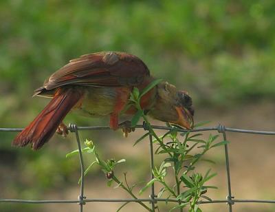 08-30-04 cardinal teaweed3.jpg