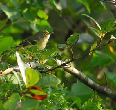 09-02-04 WE Vireo.jpg