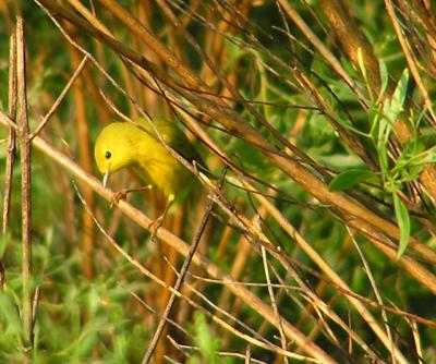 09-02-04 male yellow warbler.jpg