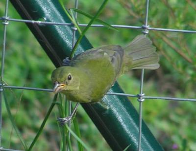 09-06-04 painted bunting1.jpg