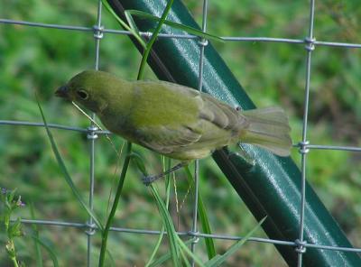 09-06-04 painted bunting2.jpg