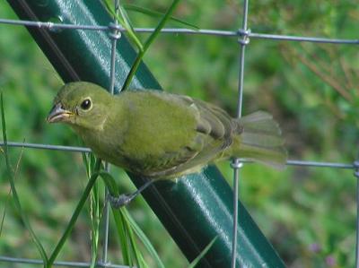 09-06-04 painted bunting3.jpg