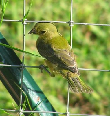 09-06-04 painted bunting4.jpg