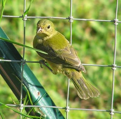 09-06-04 painted bunting5.jpg