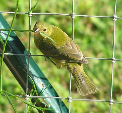 09-06-04 painted bunting6.jpg