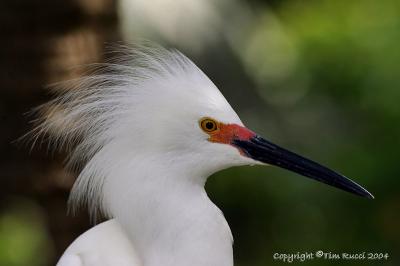 11107  Snowy Egret