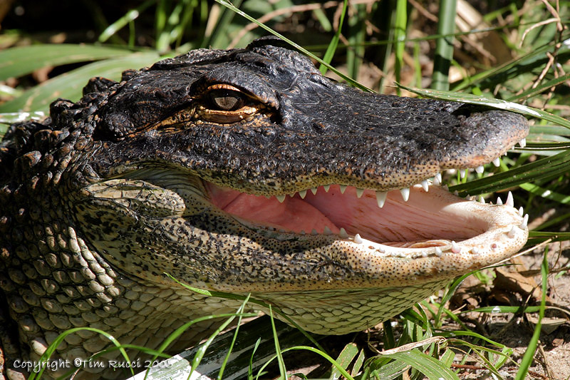 23406 - Gator