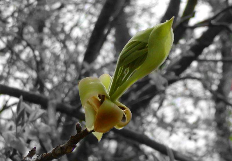 Shagbark Hickory