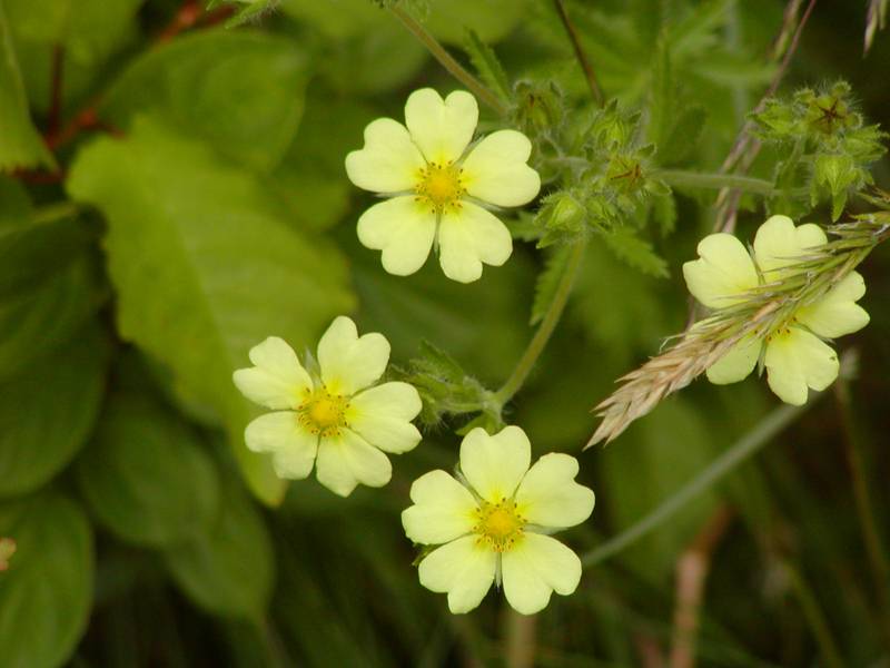 Sulphur Cinquefoil