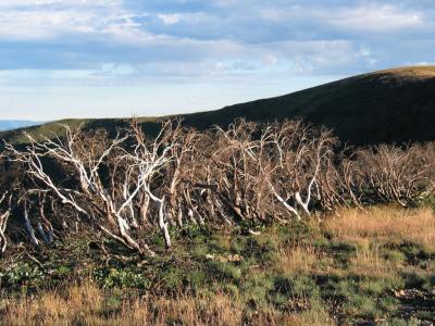 Bush fire damage