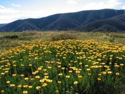 Wild flowers on Mount Feathertop Razorback Trail