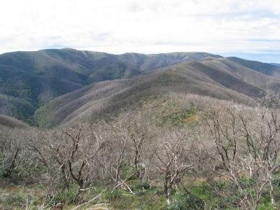 Results of 2003 Bush Fires