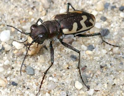 Big Sand Tiger Beetle - Cicindela formosa generosa