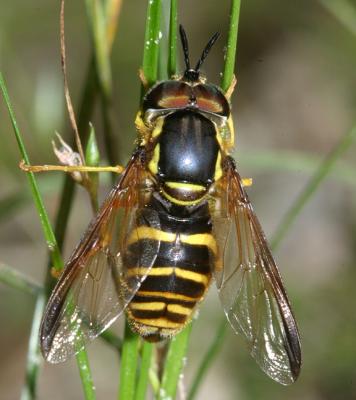  Chrysotoxum sp.