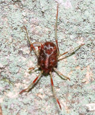 Erythraeidae