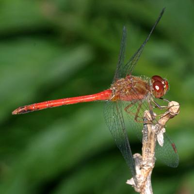 Autumn Meadowhawk - Sympetrum vicinum (male)