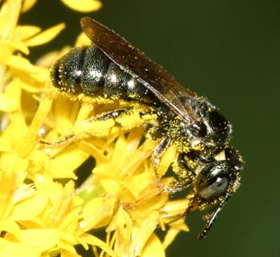 Small Carpenter Bee - Ceratina calcarata or dupla