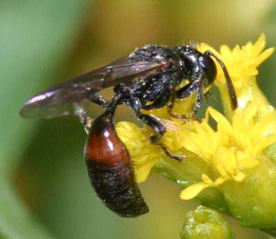 Aphid Wasp - Pemphredoninae