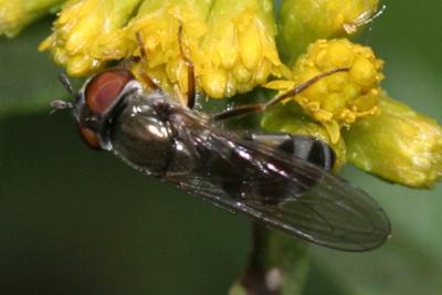 Platycheirus sp. (female)