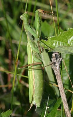 Mantis religiosa