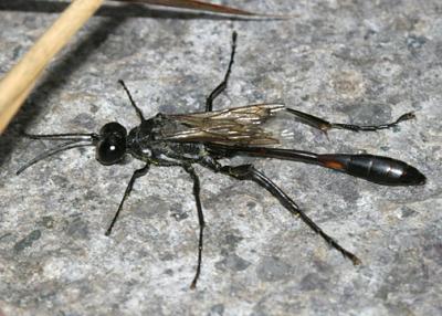 Ammophila procera