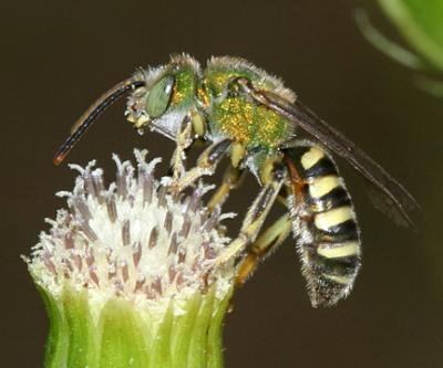 Sweat Bees - Halictidae
