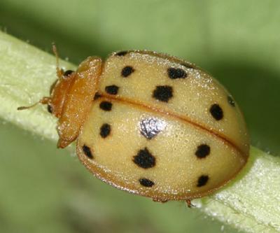 Lady Beetles - Genus Epilachna