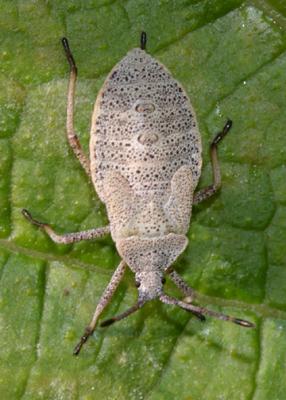 Squash Bug nymph - Anasa tristis