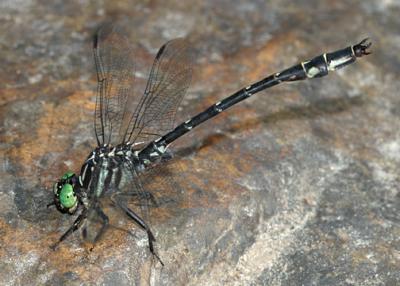 Arrow Clubtail - Stylurus spiniceps (male)