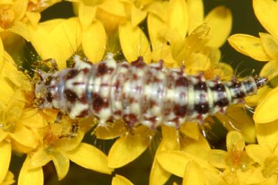 lacewing larva