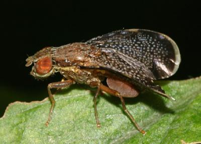 Eutreta noveboracensis