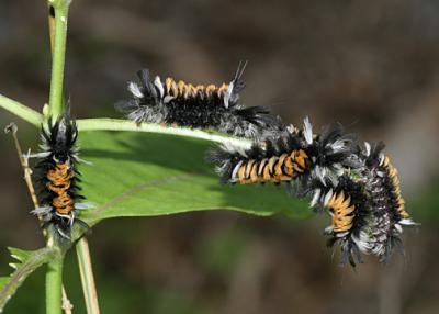 8238 - Milkweed Tussock Moths - Euchaetes egle