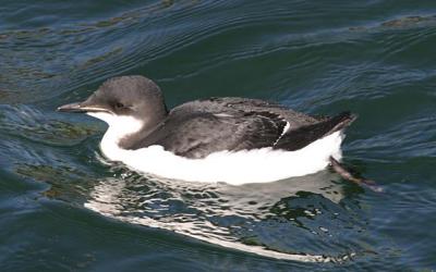 Thick-billed Murre - Uria lomvia