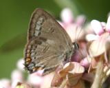 Edwards Hairstreak - Satyrium edwardsii