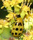 Spotted Cucumber Beetle - Diabrotica undecimpunctata