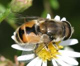 Eristalis arbustorum (male)