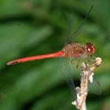 Autumn Meadowhawk - Sympetrum vicinum (male)