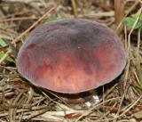 Russula sp.