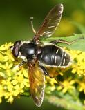 Sericomyia militaris