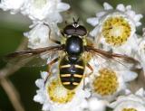 Sericomyia chrysotoxoides (male)