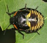 Green Stink Bug nymph - Chinavia hilaris