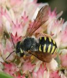 Anthidium oblongatum