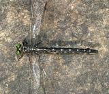 Arrow Clubtail - Stylurus spiniceps (female)