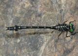 Arrow Clubtail - Stylurus spiniceps (male)