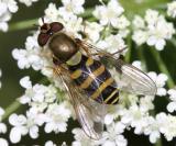 Syrphus sp. (female)