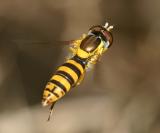 Sphaerophoria sp. (female)